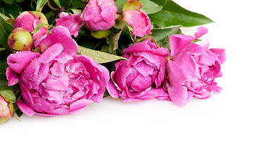 Image showing Peonies on White Background