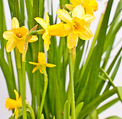 Image showing Narcissus / Daffodil on Light Background