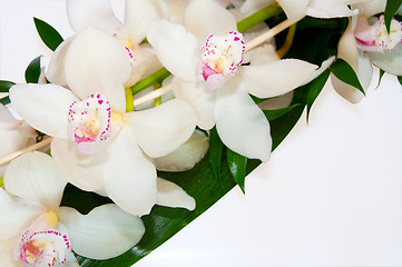 Image showing Orchids