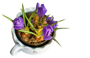 Image showing Crocus Flowers in Pot