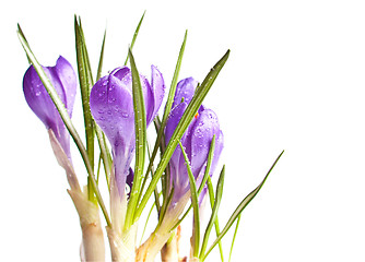 Image showing Crocus Flowers