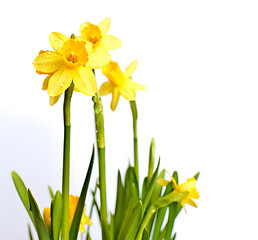 Image showing Narcissus / Daffodil on Light Background