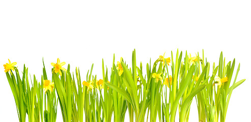 Image showing Narcissus / Daffodil on Light Background