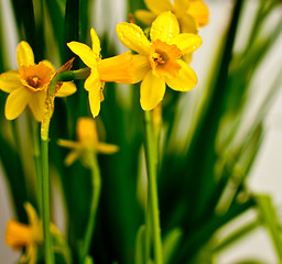 Image showing Narcissus / Daffodil on Light Background