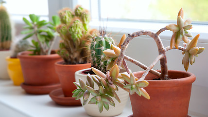 Image showing Cactuses and Succulents