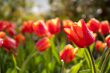 Image showing Red Tulips