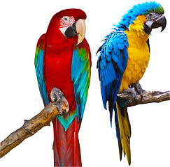 Image showing Ara Parrots