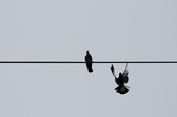 Image showing two pigeons