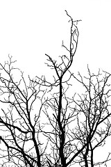 Image showing tree silhouette