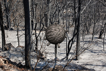 Image showing sphere in burned forest