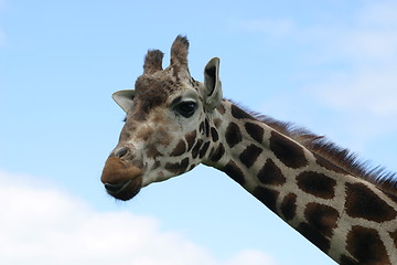 Image showing Giraf