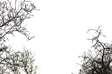 Image showing trees on white background