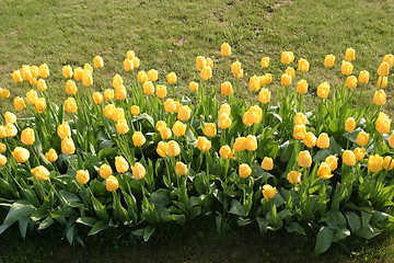 Image showing Tulips, flower