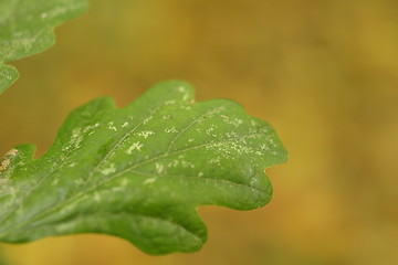 Image showing Leaf