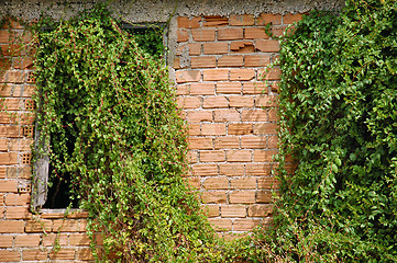 Image showing creeper plant