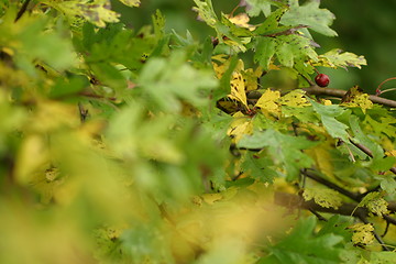 Image showing Leaf