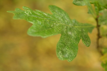 Image showing Leaf