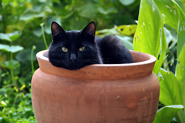 Image showing flowerpot cat