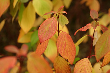 Image showing Leaf