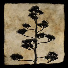 Image showing agave plant silhouette