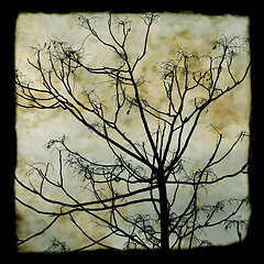 Image showing tree branches silhouette