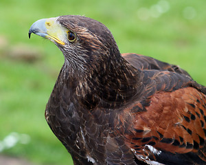 Image showing Harris Hawk