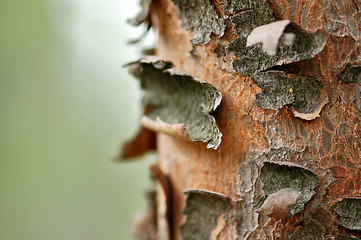 Image showing tree trunk macro