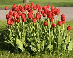 Image showing Tulips, flower