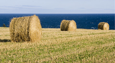 Image showing Round bales of straw