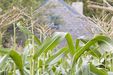 Image showing Corn Field