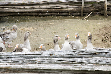 Image showing Ducks