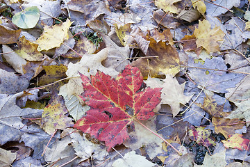 Image showing Red Maple Leaf