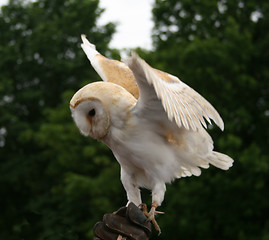 Image showing Barn owl