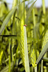 Image showing  green ear from wheat (unripe)