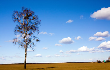 Image showing birch  in  field 