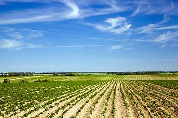 Image showing potato