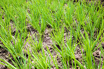 Image showing onions growing in the field