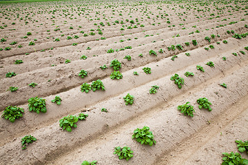 Image showing potato