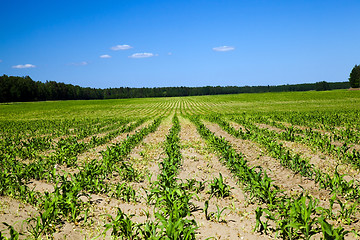 Image showing corn field