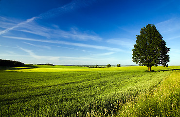 Image showing Tree  in the field