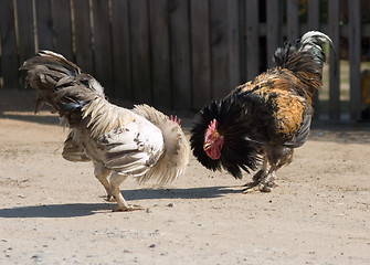 Image showing Game-cocks
