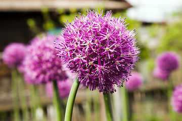 Image showing Garlic flower 