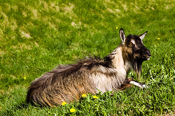 Image showing Goat on a grass