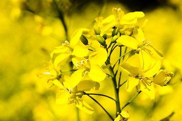 Image showing  rape blossoms