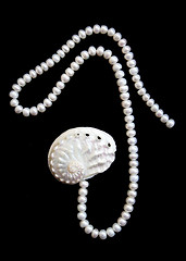 Image showing White pearls and nacreous cockleshell on the black velvet 