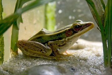 Image showing Frog