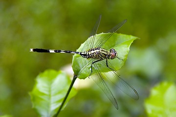 Image showing Dragonfly