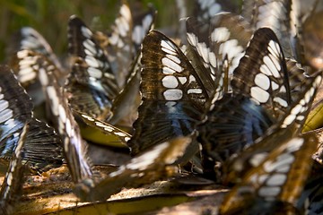 Image showing Butterfly