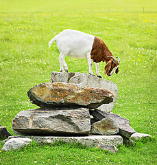 Image showing Funny goat