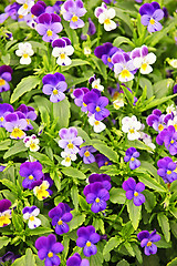 Image showing Pansies